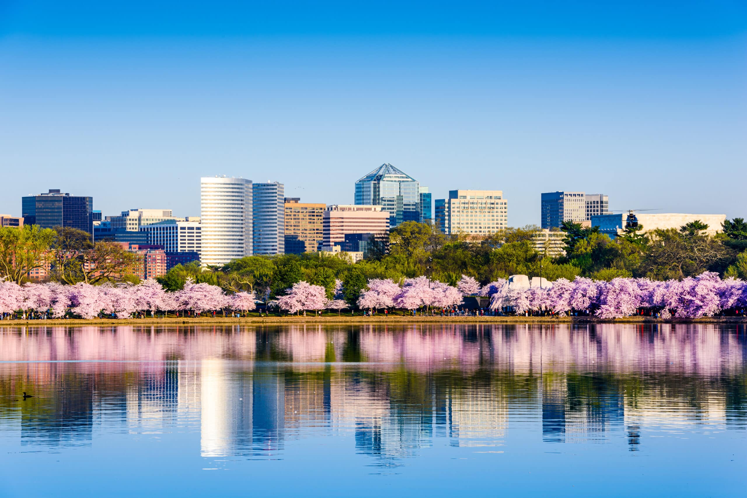 A cityscape with cherry blossom trees on the Tidal Basin