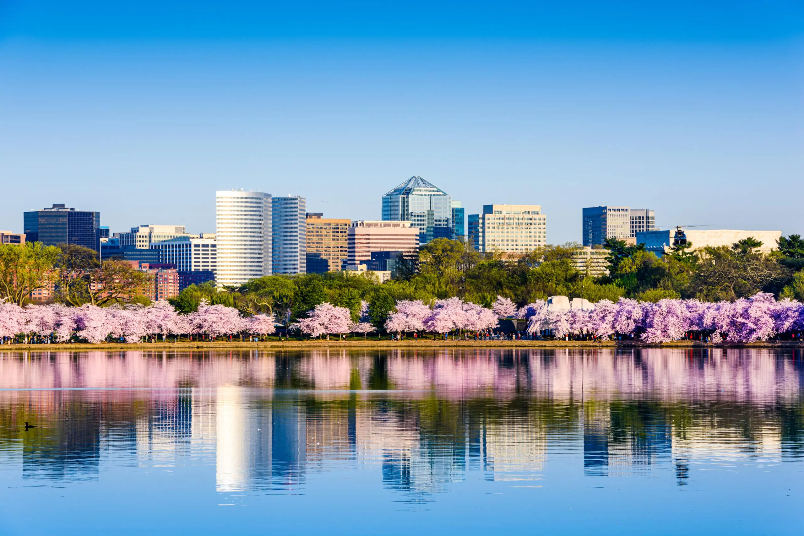 A cityscape with cherry blossom trees on the Tidal Basin